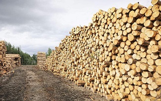 胶合板贴面生产线